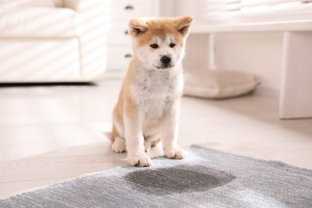 handle carpet pet stains like a pro