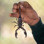 Scorpion Sightings in Phoenix